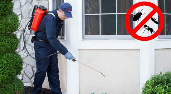 Rize Kene İlaçlama böcek ilaçlama ve haşere kontrolü — ilaclama-tr.com